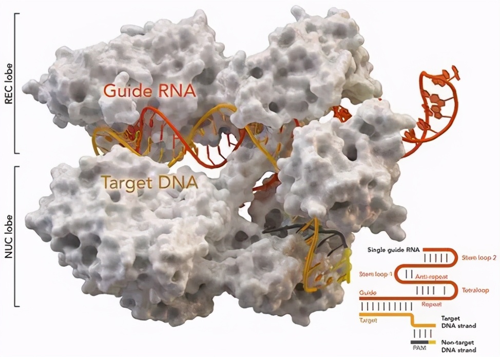 大学生如何选购笔记本电脑？（各大专业电脑推荐）