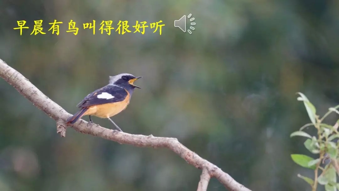 部编语文六年级下册16课《表里的生物》知识点+图文解读+课堂测试