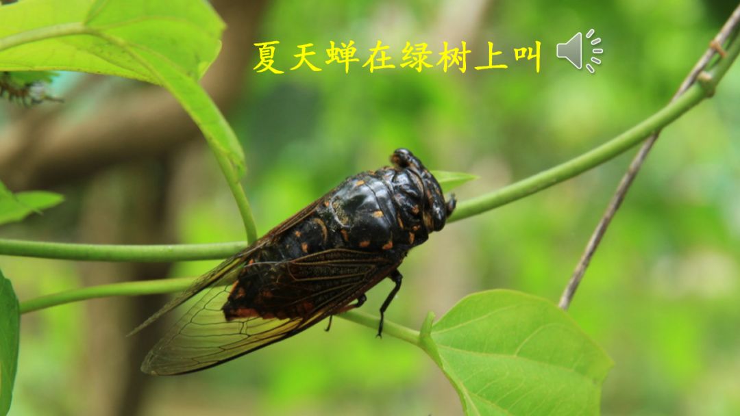 部编语文六年级下册16课《表里的生物》知识点+图文解读+课堂测试