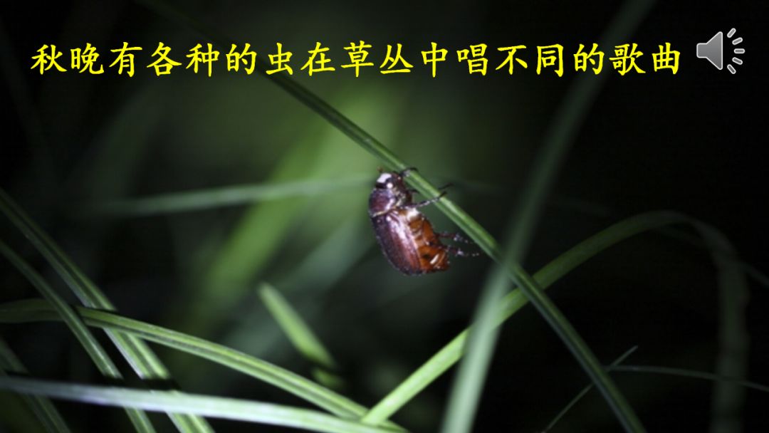 部编语文六年级下册16课《表里的生物》知识点+图文解读+课堂测试